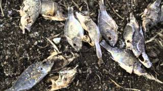 Down by the River by Albert Hammond