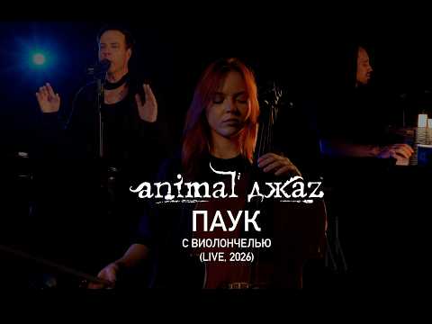 Animal ДжаZ — Паук (Live с виолончелью, 2026)