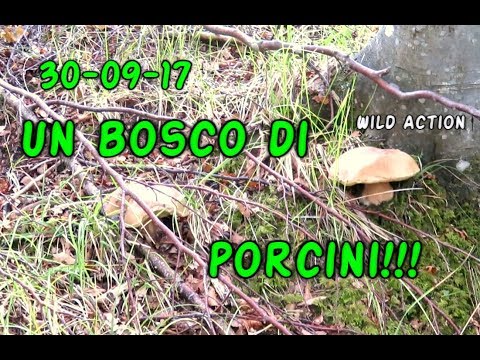 Funghi Porcini | 30-09-2017 | UN BOSCO DI EMOZIONI! Boletus Aereus & Edulis