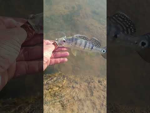 flores de Goiás pescaria de tucunaré #peixe #pescaria #pescaesportiva #tucunare #tucunareazul