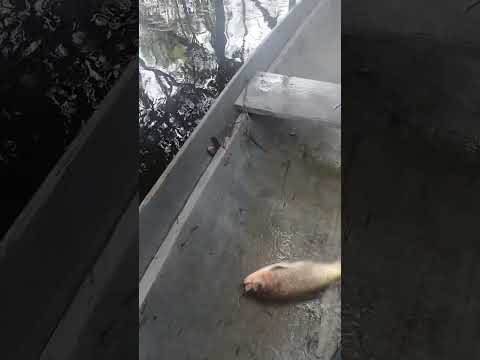 Só Deu Bruta! 😱 Pescaria de Espinhel no Amazonas