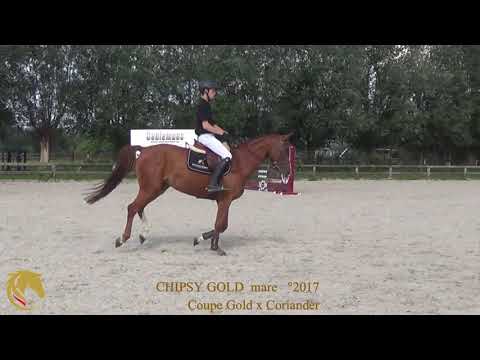 Chipsy Gold, Coupe Gold x Corlander, mare, °2017, Belgian Horse Trading