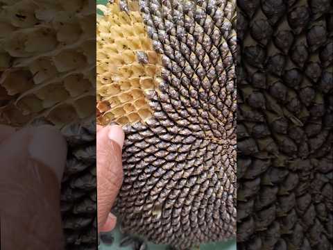 #shorts #youtubeshorts #youtube