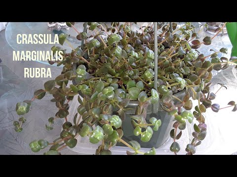How I water and take care of a Crassula Marginalis Rubra -Trailing succulent