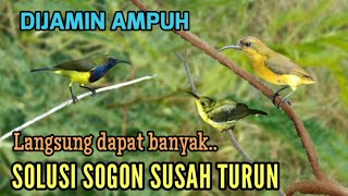 Download lagu Suara pikat sogon | Suara pikat sogon anakan vs indukan bikin kepo sogon liar dijamin ampuh mp3
