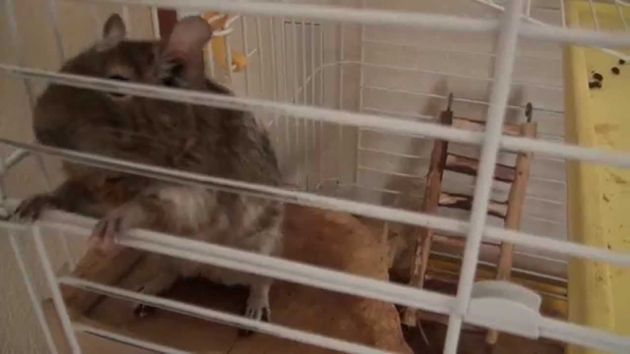 犬より早い！？デグーの高速しっぽふり