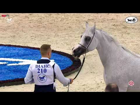 N 210 LVA MAXIMUS   Dubai International Arabian Horse Championship 2021   Stallions 10+ Years Old Cl