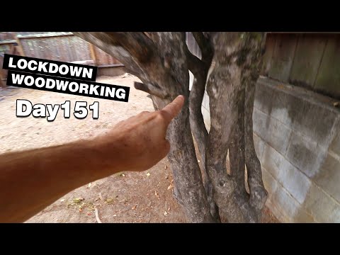 I want to make a cat tree out of this tree. | LOCKDOWN Day 151