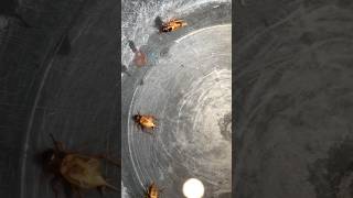 Download lagu SUARA JANGKRIK #shots #alamserangga mp3