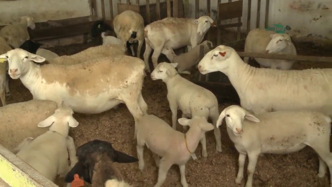 Produção Racional e Sustentável de Ovinos nos Tabuleiros Costeiros
