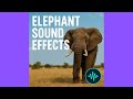 Elephant Sound Effects Powerful Roar Trumpet Audio