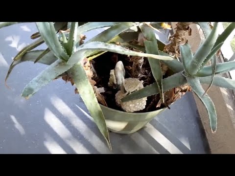 Thinning out my Aloe plant