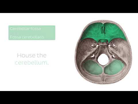 Superior View of the Base of the Skull