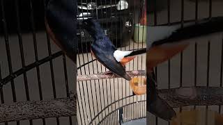 Download lagu murai batu gacor gaya sujud kekinian #birds #burung #murai #sujud #kicaumania mp3