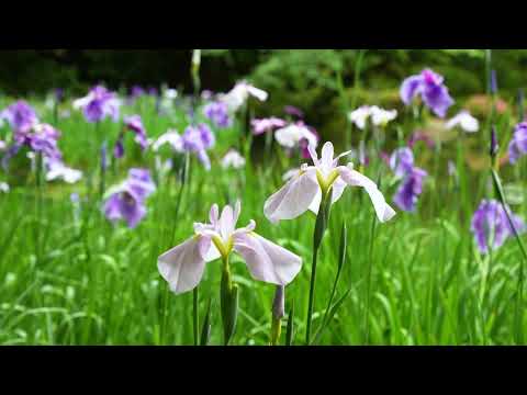 平安神宮 西神苑の花菖蒲