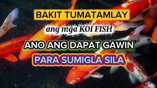 MGA DAPAT GAWIN PARA SUMIGLA ANG MGA KOI FISH