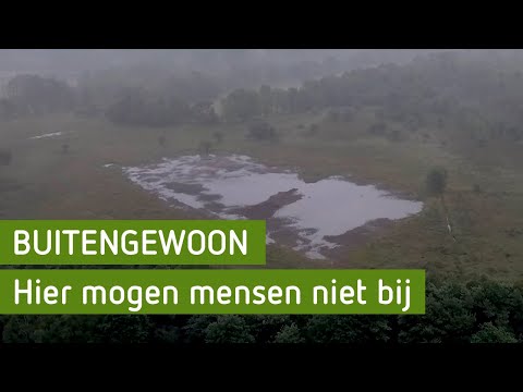 Het verbande bos van Staverden | BuitenGewoon
