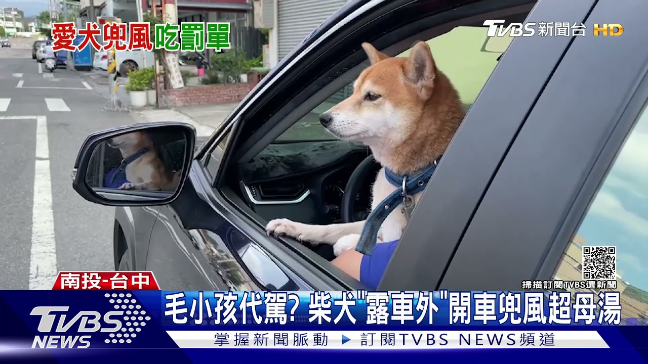 毛小孩代駕? 柴犬「頭、手露車外」開車兜風超母湯