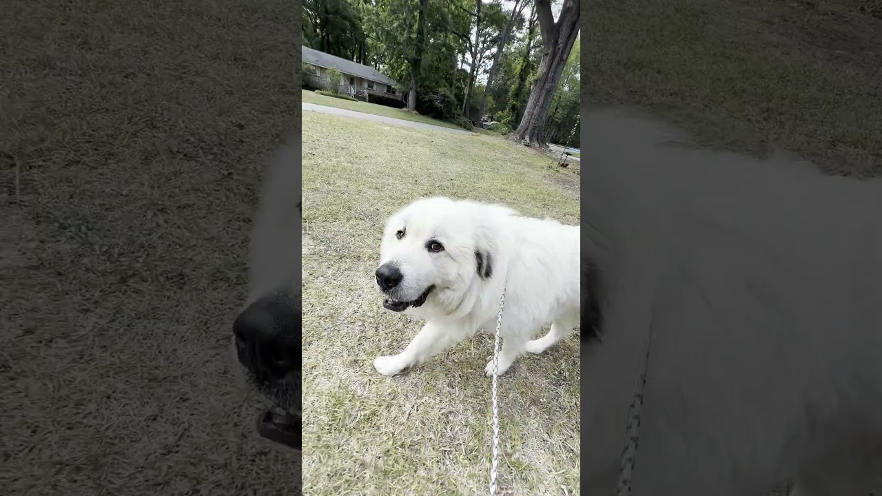 Kratos in SC - Champion Couch Companion, an adopted Great Pyrenees in Charleston, SC video 4/4