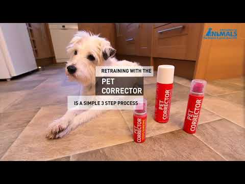 pet corrector for cats
