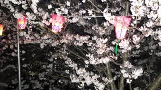 水無瀬川夜桜2013