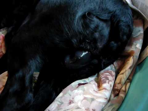 Tyler x Trudy Puppies Birthday