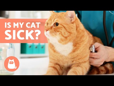 How to Know If MY CAT Is SICK 😿 (9 Common Symptoms)