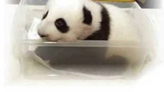 Baby Panda Slideshow