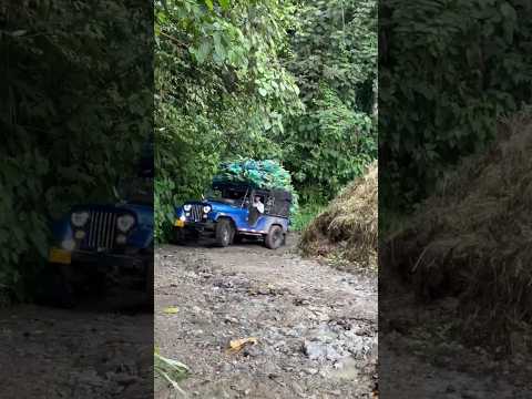 los jeeps sacando el plátano por las trochas y veredas de Santuario Risaralda #campo #jeep #platanos