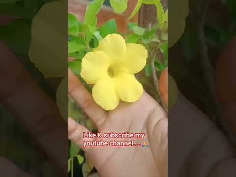 bhuliae mt subscribe kijiae...🙏  #comedy #flowers #plantlover #gardening #viral #viralshort