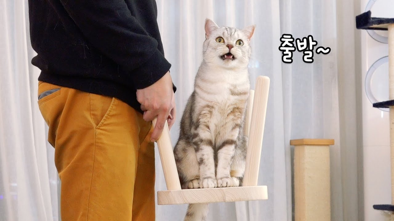 고양이한테 가마를 태워드렸다