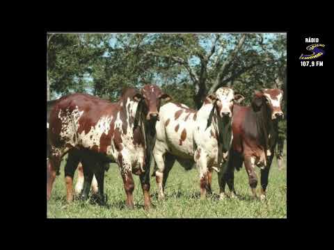 Programa: Caminho da Roça - 02/02/26 - Parte 1 - Apresentação: Paulinho