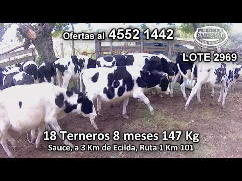 Lote 18 Terneros 18 HO 147 Kgkg -  en Sauce, a 3 Km de Ecilda, Ruta 1 Km 101