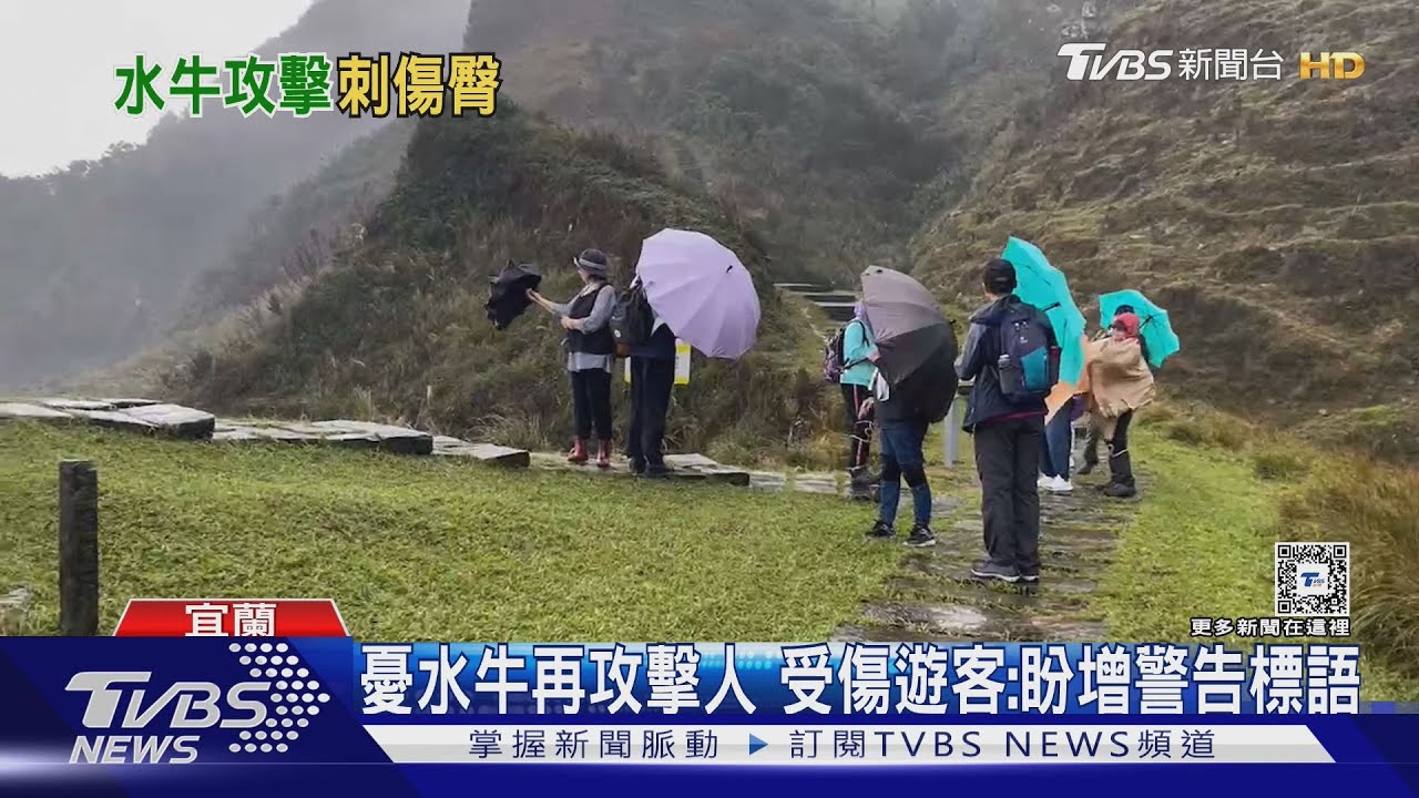 草嶺古道水牛傷人 女子皮開肉綻住院7天