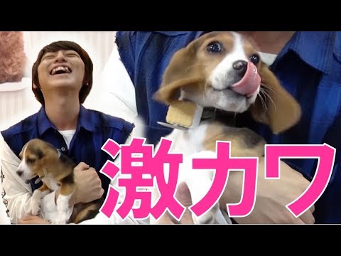 わんこもハッピー！最新の犬用おもちゃを体験してみた！【おもちゃショー特集★毎日19時！立石学園】