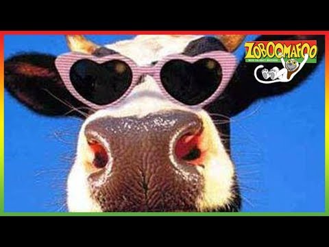 🐮 Zoboomafoo 254 | Bovine | Animal shows for kids | Full Episodes | HD 🐮