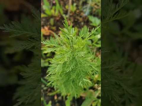 Artemisia annua blüht - was tun⁉️ #wildkräuter #garten #kräuter #heilpflanzen #artemisia #shorts