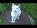 Angry White Cat Hissing At Me In The Street