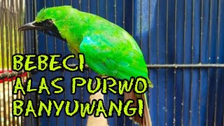 Download lagu Cucak ijo bebeci BANYUWANGI gacor JAMTROK mp3