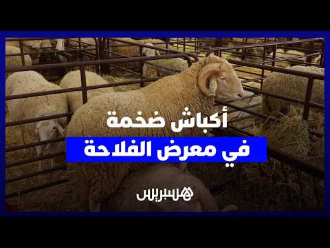 أكباش ضخمة بمعرض الفلاحة 