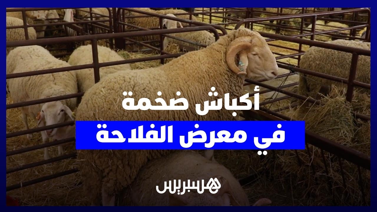 أكباش ضخمة تخطف الأنظار داخل أروقة معرض الفلاحة thumbnail