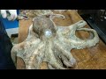 How To Kill Live Octopus : Live Octopus Cutting