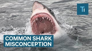 This Is One Of The Biggest Misconceptions About Sharks