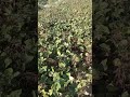 Farming Shortsviral Jamidaar Naturemusic Shortsyoutube Shortvideo Kisaani Khetikijameen रब्