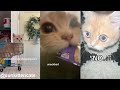 All Videos Of Scoobert The Cat Compilation 2024 TT IG Sunkittencats