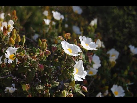 Garden Answer: Cistus Salviifolius - Sage-leaved Cistus