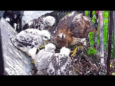 Red-tailed Hawks | Breakfast time for four cute Red-tailed Hawk | May 19, 2022