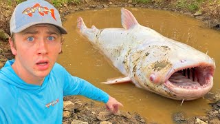 Saving Fish Abandoned in FLOODED MUD PIT!
