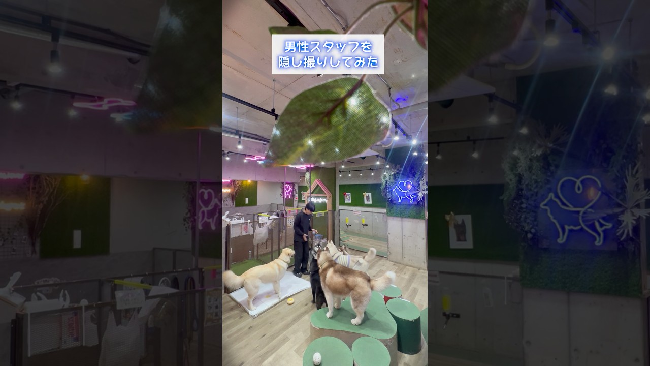 男性スタッフを隠し撮りしてみた🐶 #ハスキー #大型犬 #かわいい