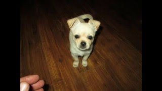 Yonder stands Little Maggie